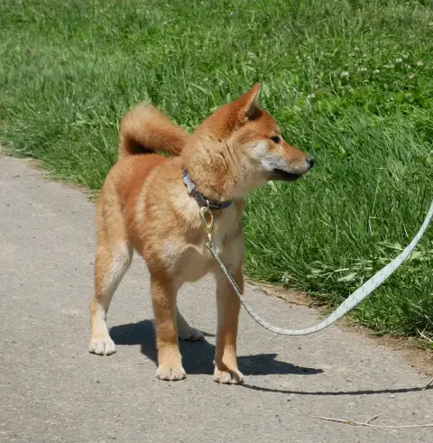Shiba  Becka De La Source Des Rochettes photo 2