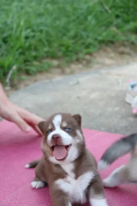 Siberian Husky  Browny Gold Of Wolf photo 2