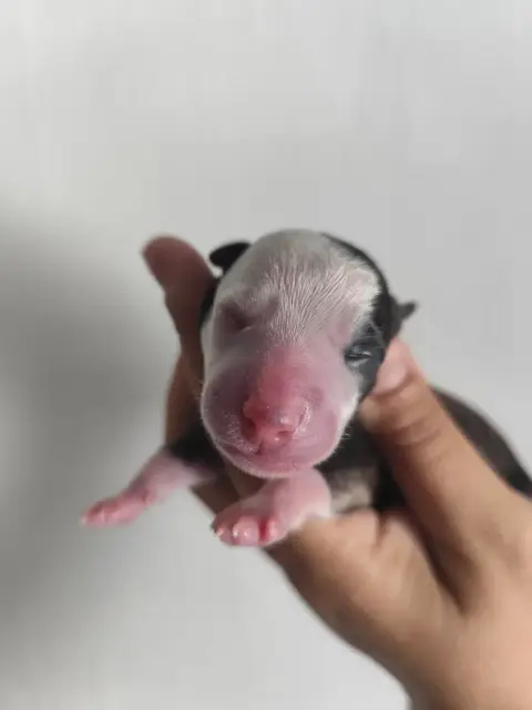 Whippet  Brunia Des Vives Etoiles D’Argent