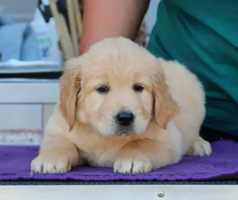 Golden Retriever  Chiot N°5 Rose De Windy'Stia