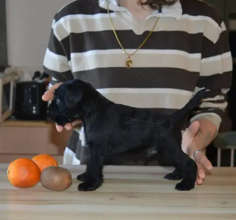 Schnauzer Miniature  Chiot 4 De Tierra Lemi photo 2
