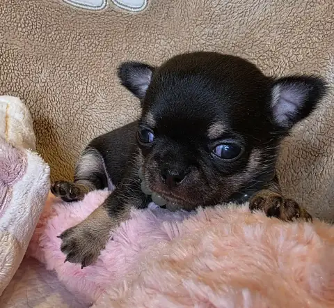Chihuahua  B........ Des Muses Du Haut Forez photo 2