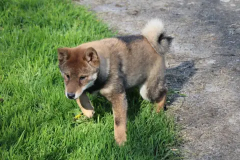 Shiba  Chiot 1 Des Legendes Du Triskel