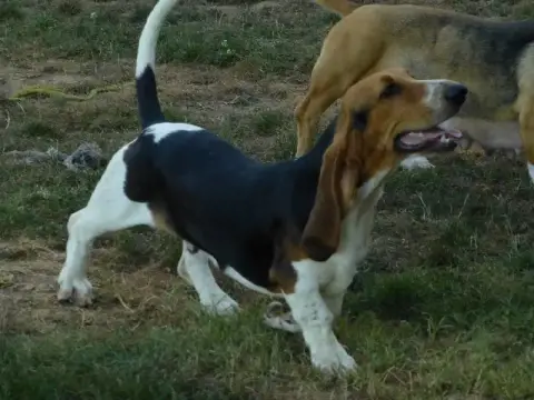 Basset Artesien Normand  Chiot N°7 Des Terres Du Doux 1436c photo 2