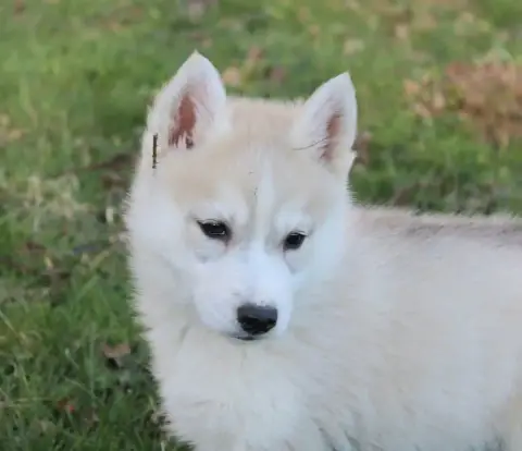 Siberian Husky  Male Sable Platine A Manteau Charbonn cba48