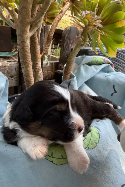 Berger Australien  Chiot 4 Bounty De La Vallée De La  f8ac0