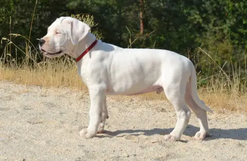 Dogo Argentino  Bronco Del Angel De Los Volcanos