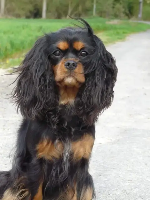Cavalier King Charles Spaniel photo 3