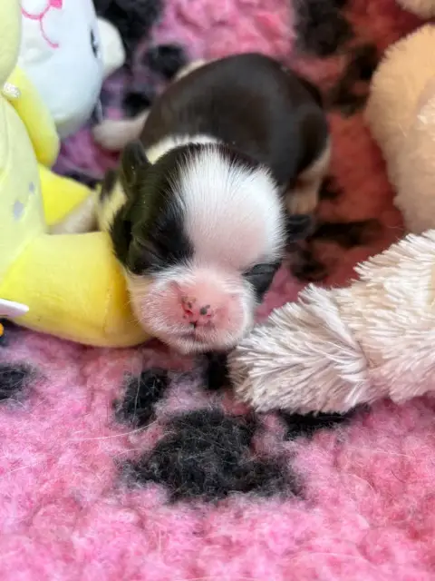 Shih Tzu