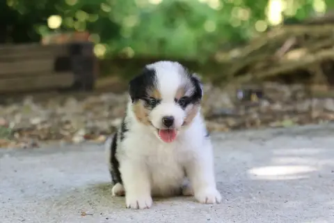 Berger Australien  Chiot N°1 Des Canailles De La Berg d91b1