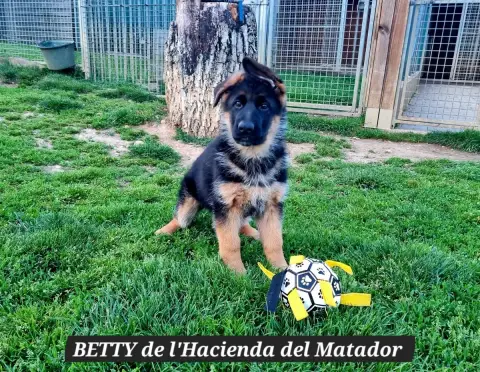Berger Allemand  Betty De L'Hacienda Del Matador photo 3