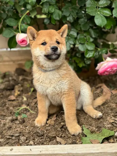 Shiba  Benji (Collier Gris)