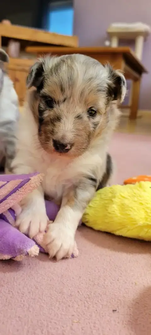 Shetland Sheepdog  B.... Des Molosses De Timoulys