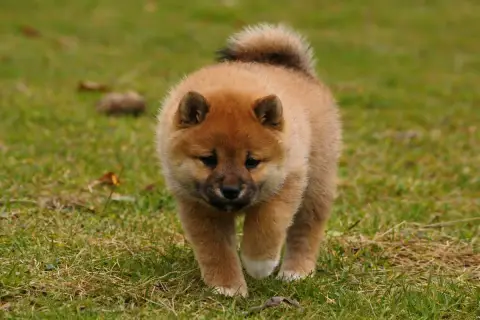 Shiba  Bambi Des Seigneurs De Montbel photo 2