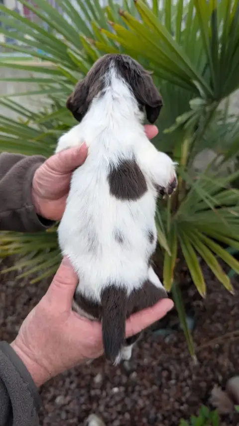 English Springer Spaniel  Chiot N°4 De Torlhak photo 2