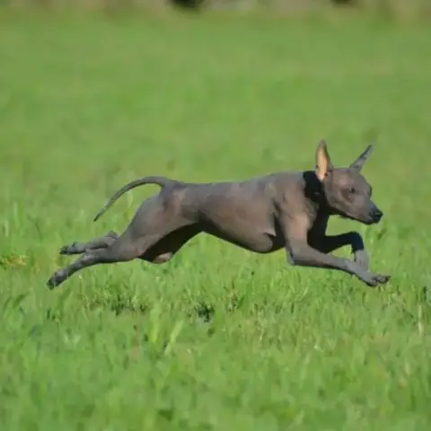 Femelle Chien Nu Du Pérou