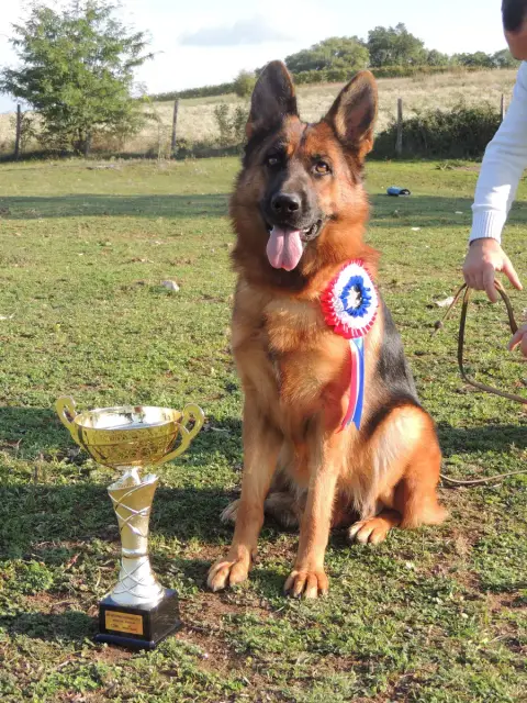 Berger Allemand Poil Long  Chiot N°4 Vizzavona photo 2