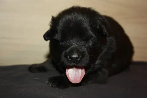 Eurasier  Collier Bleue Foncé Des Oursons De La Fee e524c photo 2