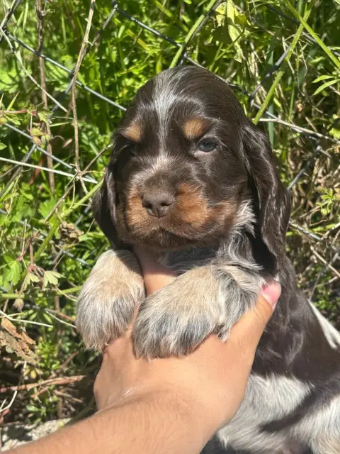 Cocker Spaniel Anglais  Chiot Tricolore Chocolat Du M 31ac7