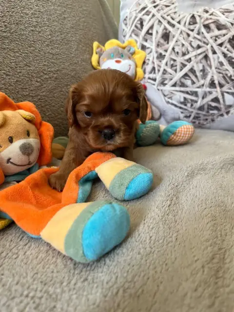 Cavalier King Charles Spaniel  Buddy Du Domaine De Lu abf81