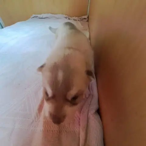 Siberian Husky  Chiot Collier Rose Of Wolves Children 736cb