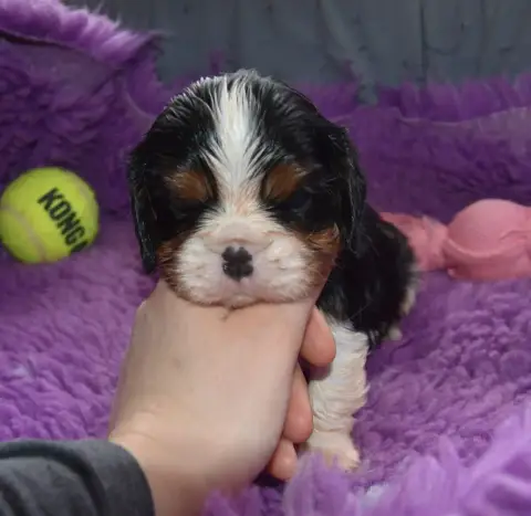 Cavalier King Charles Spaniel  Disponible Chez Sunni  3383c