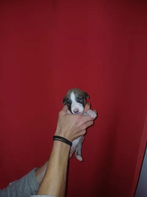 Whippet  Bilbo De Lev'Horse