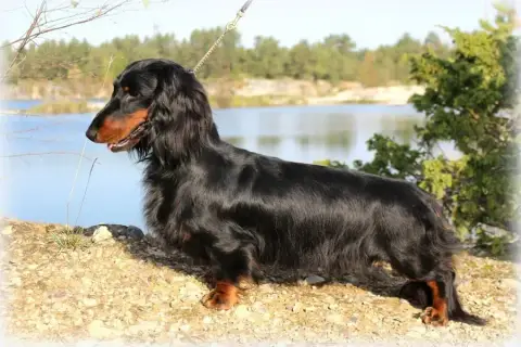 Teckel Poil Long  Chiot N°3 Of Moonlight Blue photo 2