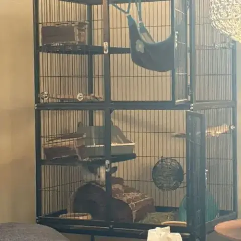 2 Chinchillas Mâles
