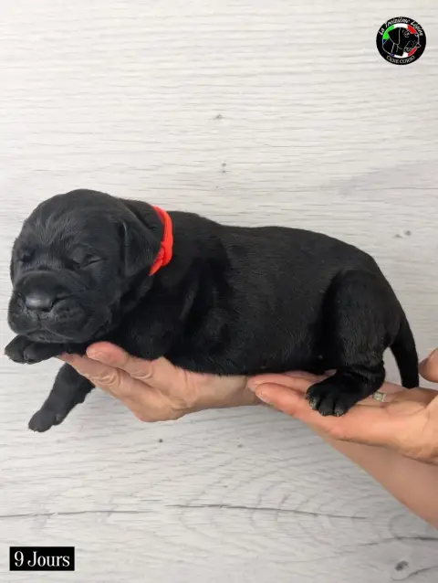 Cane Corso 
                        Collier Orange Fl 4ebe8 photo 3