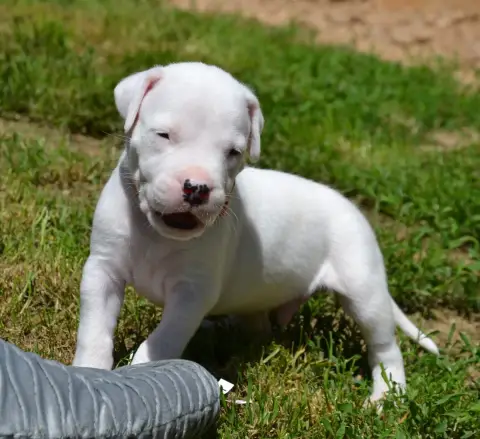 Dogo Argentino  Collier Orange Del Angel De Los Volca e0def photo 2