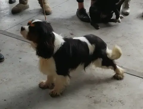 Cavalier King Charles Spaniel  Chiot N°3 Des Grands R 61f06