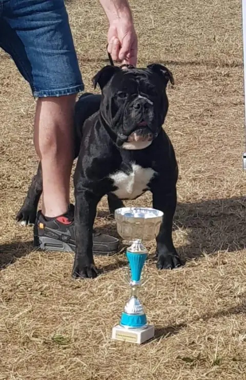 Bulldog Continental photo 2