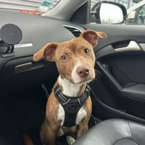 Benji, Un Compagnon Aussi Mignon Qu’Adorable !