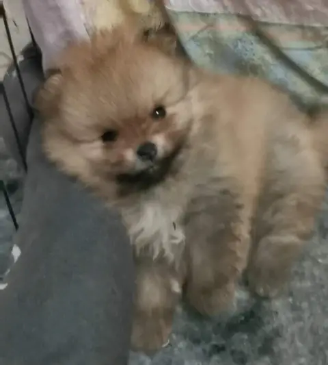 Spitz Allemand  Chiot N°1 Des Spitz'Chouns