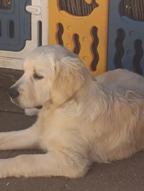 Golden Retriever  Mr Vert Forêt Hearunes