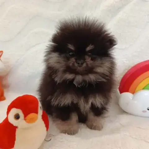 Spitz Allemand Nain