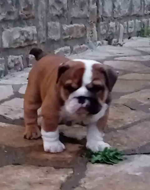 Bulldog Anglais  Bea Du Domaine Des Gueules D'Amour 108f1