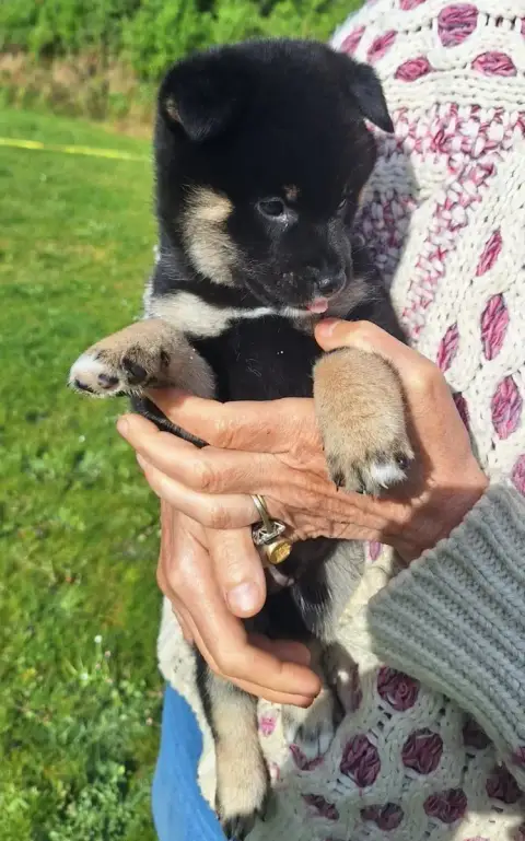 Shiba  Chiot N°1 Du Sceau-