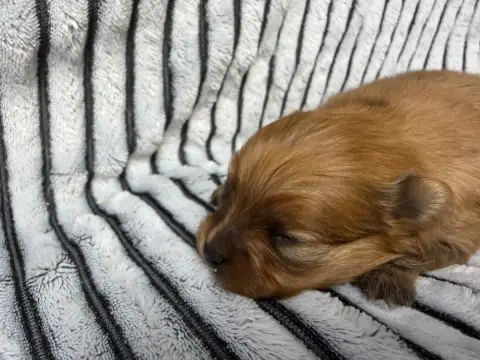 Spitz Allemand  Chiot N°1 Du Moulin De Madjurie