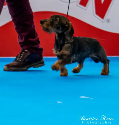 Teckel Poil Dur  Chiot N°1 Du Mas De Canteperdrix photo 3