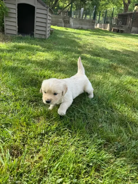 Golden Retriever  B...Collier Bleu Des Gardiennes De  808b0
