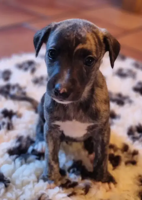 Whippet  Buzz Saint Jean Des Trois Vallees