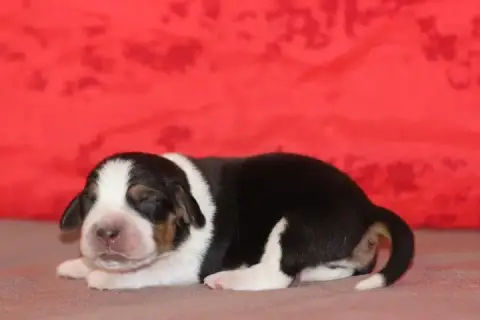 Beagle  Male 2 Des Diamants Verts