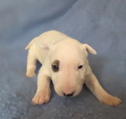 Bull Terrier  Chiot 4 By The Wall photo 3