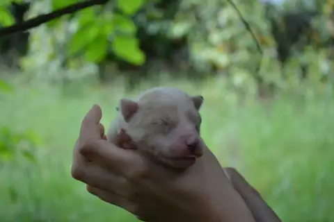 Laika De Iakoutie  Bijû Sanbi The Nordix Kennel Of Th d0109