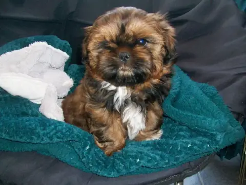 Shih Tzu  Baguera Du Manoir Des Dieux Du Ciel photo 3