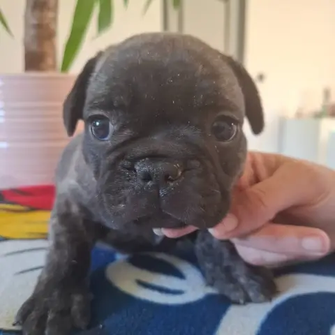 Bouledogue Français  B Du Monde De Cali