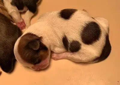 Shih Tzu  Bb4 D'Imperial Khan-