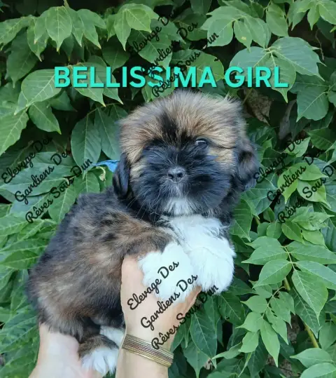 Lhassa Apso  Bellissima Girl Des Gardiens Des Reves S fbf17
